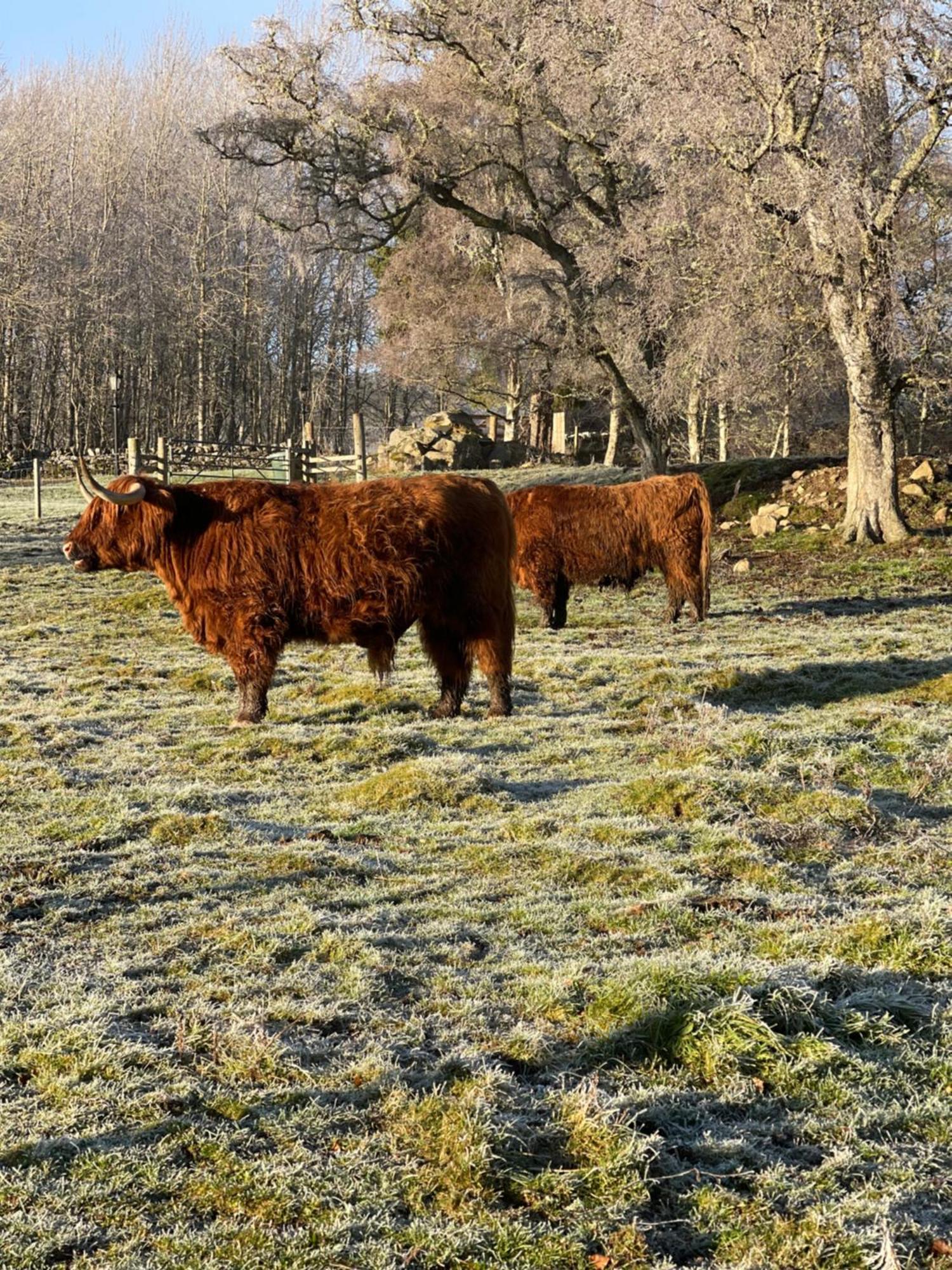 Coppice Cottage Grantown-on-Spey Екстер'єр фото