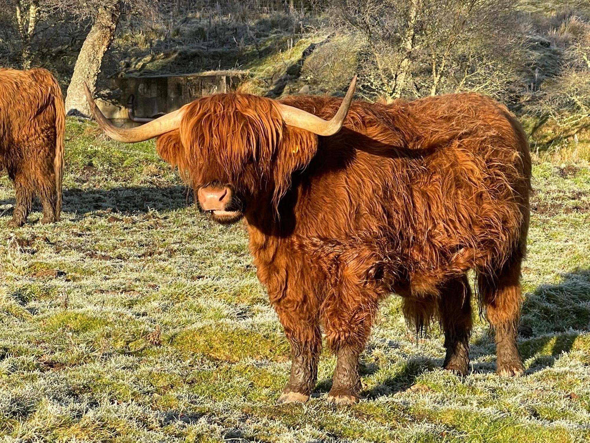 Coppice Cottage Grantown-on-Spey Екстер'єр фото
